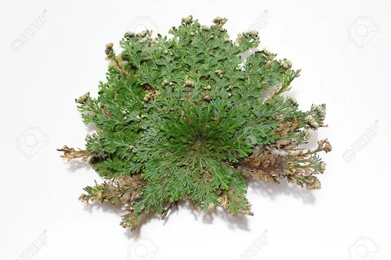 Rose of Jericho, Resurrection, Magical Plant - Varied Size