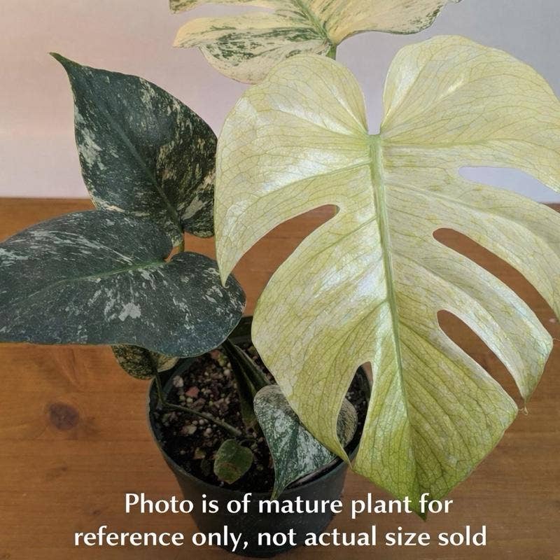 Monstera White Monster Variegated, Rare Tissue Culture Plant